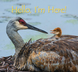 Cover of the book Hello, I'm Here! by Helen Frost and Rick Lieder.